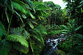 'Honolii tropical forest and stream; Big Island, Hawaii, United States of America'