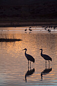 'Greater Sandhill Cranes (Grus Canadensis Tabida) at sunset, Bosque del Apache National Wildlife Refuge; New Mexico, United States of America'