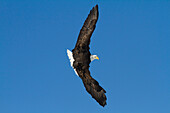 Bald eagle in the skies over Portage, Alaska area of Southcentral Alaska in Spring, 2012. Aerobatic manuvers with another eagle. Blue sky background.
