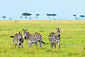 'Zebras on the serengeti plains; South Africa'