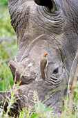 'Northern White Rhinoceros (Ceratotherium simum cottoni) with bird on it's forehead taken at Gomo Gomo Game Lodge; South Africa'
