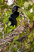 'Anghinga (Anhinga anhinga) female with two chicks sitting in nest begging for food, Everglades National Park; Florida, United States of america'