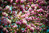 'Beautiful pink magnolias blossoming; Ascona, Ticino, Switzerland'