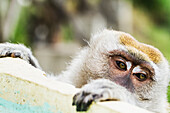Crab-eating macaque or long-tailed macaque (Macaca fascicularis), Siuhan, Lake Toba, North Sumatra, Indonesia
