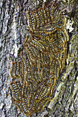'A cluster of catepillars congregate on a tree; Bolivia'