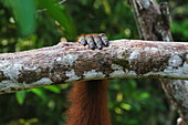 Hand of a Bornean orangutan (Pongo pygmaeus) at Pondok Tanggui, Tanjung Puting National Park, Central Kalimantan, Borneo, Indonesia