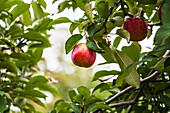 'Empire apples on the tree, Norfolk County; Ontario, Canada'