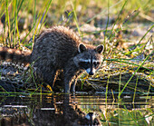 'A racoon stands at the edge of the water; Ontario, Canada'