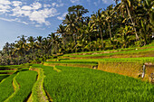 Rice terraces of Gunung Kawi, Tampaksiring, Bali, Indonesia