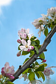 'Pink and white crabapple flowers against a blue sky; Toronto, Ontario, Canada'