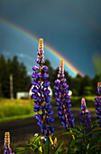 'A rainbow arcs over lupine blossom; Astoria, Oregon, United States of America'
