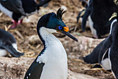 Adult Imperial Shag (Phalacrocorax atriceps) at breeding colony on New Island, Falklands, UK Overseas Protectorate, Polar Regions