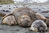 Southern elephant seal (Mirounga leonina) bull holding female down for mating, Right Whale Bay, South Georgia, UK Overseas Protectorate, Polar Regions