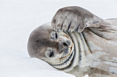Weddell seal (Leptonychotes weddellii) resting on ice at Half Moon Island, South Shetland Island Group, Antarctica, Polar Regions