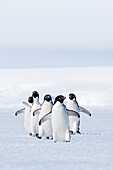 Adult Adelie penguins (Pygoscelis adeliae) walking on first year sea ice in Active Sound, Weddell Sea, Antarctica, Polar Regions