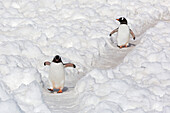 Gentoo penguins (Pygoscelis papua) walking on the penguin highway at Neko Harbour, Antarctica, Polar Regions