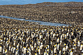 King penguin (Aptenodytes patagonicus) breeding colony at St. Andrews Bay, South Georgia, UK Overseas Protectorate, Polar Regions