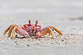 Adult gulf ghost crab (Hoplocypode occidentalis) on Sand Dollar Beach, Magdalena Island, Baja California Sur, Mexico, North America