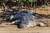An adult wild saltwater crocodile (Crocodylus porosus), on the banks of the Daintree River, Daintree rain forest, Queensland, Australia, Pacific