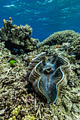 Underwater view of giant clam (Tridacna spp), Pixies Bommie, Great Barrier Reef, Queensland, Australia, Pacific