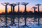 Baobab trees (Adansonia Grandidieri) reflecting in the water at sunset, Morondava, Toliara province, Madagascar, Africa