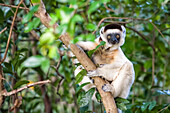 Verreaux's Sifaka (Propithecus verreauxi), Nahampoana Reserve, Fort Dauphin, Toliara Province, Madagascar, Africa