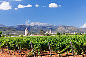 Windmill and church, vineyards, Binissalem, Serra de Tramuntana, UNESCO World Heritage, Majorca (Mallorca), Balearic Islands, Spain, Mediterranean, Europe