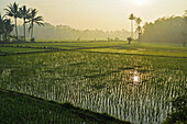 Rice field, near Borobodur, Kedu Plain, Java, Indonesia, Southeast Asia, Asia