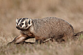 Badger (Taxidea taxus) digging, Custer State Park, South Dakota, United States of America, North America