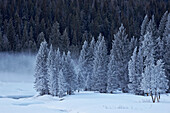 Frost-covered evergreen trees, Yellowstone National Park, UNESCO World Heritage Site, Wyoming, United States of America, North America