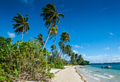 Palm fringed white sand beach on an islet of Vavau, Vavau Islands, Tonga, South Pacific, Pacific