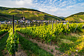 Vineyard above Zell, Moselle Valley, Rhineland-Palatinate, Germany, Europe