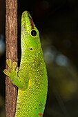 Madagascar Giant Day Gecko (Phelsuma madagascariensis grandis), Madagascar, Africa