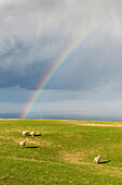 Sheep grazing under a rainbow at Otago Peninsula, Otago, South Island, New Zealand, Pacific
