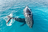 Humpback whales (Megaptera novaeangliae) mother and calf, Hervey Bay, Queensland, Australia, Pacific