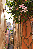 Narrow street and hibiscus flowers, Old Town, Corfu Town, UNESCO World Heritage Site, Corfu, Ionian Islands, Greek Islands, Greece, Europe