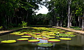 Victoria amazonica (giant water lily) at The Seewoosagur Ramgoolam Royal Botanical Garden, Pamplemousses, Mauritius, Indian Ocean, Africa