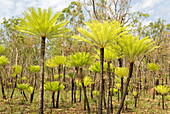 Dicksonia tree ferns in Litchfield National Park, Northern Territory, Australia, Pacific