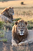 Lions (Panthera leo), Mountain Zebra National Park, Eastern Cape, South Africa, Africa