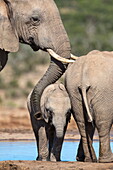 African elephant (Loxodonta africana) mother and baby at Hapoor waterhole, Addo Elephant National Park, Eastern Cape, South Africa, Africa