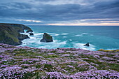 Pink thrift wildflowers (Armeria maritima) flowering on the cliff tops above Bedruthan Steps on the Cornish Coast, Cornwall, England, United Kingdom, Europe