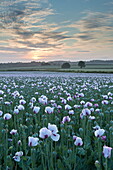 Opium poppies flowering in a Dorset field, Dorset, England, United Kingdom, Europe