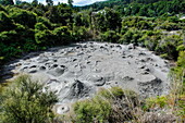 Mud bubbles in a mud field in the Te Puia Maori Cultural Center, Rotorura, North Island, New Zealand, Pacific