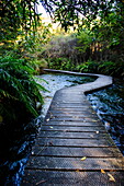 Boardwalk in Te Waikoropupu springs declared as clearest fresh water springs in the world, Takaka, Golden Bay, Tasman Region, South Island, New Zealand, Pacific