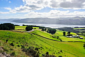 Lush green fields with sheep grazing, Otago Peninsula, South Island, New Zealand, Pacific