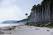 Moody atmoshpere on beach at the West Coast around Haast, South Island, New Zealand, Pacific