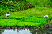People harvesting in the rice teraces of Banaue, UNESCO World Heritage Site, Northern Luzon, Philippines, Southeast Asia, Asia