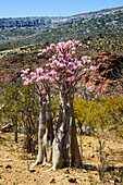 Bottle tree in bloom (Adenium obesum), endemic tree of Socotra, Homhil Protected Area, island of Socotra, UNESCO World Heritage Site, Yemen, Middle East