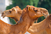 Camels in Camel Souq, Waqif Souq, Doha, Qatar, Middle East