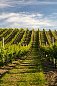 Vineyards along Delta Lake Heights Road, Renwick, near Blenheim, Marlborough region, South Island, New Zealand, Pacific